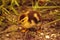 Baby Muscovy ducklings Cairina moschata flock