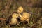 Baby Muscovy ducklings Cairina moschata flock