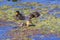 Baby Muscovy Ducklings Eating In A Pond