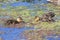 Baby Muscovy Ducklings In A Pond