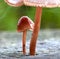 Baby mushroom growing under large mushroom