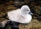 Baby Mute Swan - Cygnet