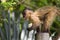 Baby nail monkey cub eating banana