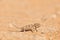Baby Namaqua chameleon