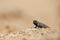 Baby Namaqua chameleon Chamaeleo namaquensis.