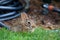 Baby native rabbit grazing on a lawn with a black hose and sprinkler in the background