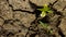 Baby neem plants growing through the soils.