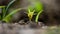 Baby neem plants growing through the soils.