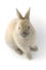 Baby of Netherland dwarf rabbit