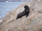 Baby New Zealand Fur Seal on a rock in Esperance, Western Australia