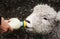 Baby New Zealand lamb is hand fed milk by farmer
