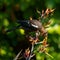 A baby New Zealand Tui feeding on flax flower nectar and in so doing fertilising the flax flower