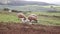 Baby newborn piglets with their mothers on a farm in the country