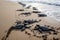 Baby newborn turtles on sunny beach sand. Generate ai