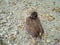 Baby Nightingale sitting on ground