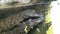 Baby Nile Crocodile sunning themselves half-submerged