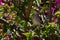 Baby Northern Mockingbird in bougainvillea bush