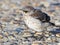 Baby Northern Mockingbird on Road