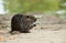 baby nutria eating on the land in border river