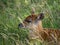 Baby Nyala antelope