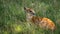 Baby Nyala antelope