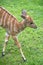 Baby Nyala in a Zoo, Berlin