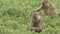 A baby olive baboon and mother feeding on leaves at amboseli national park