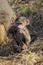 Baby olive baboon (Papio Anubis) sitting