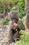 Baby olive baboon (Papio Anubis) sitting