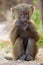 Baby olive baboon (Papio Anubis) sitting