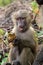 Baby olive baboon (Papio Anubis) sitting