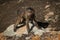 Baby olive baboon standing on lichen-covered rock