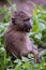 Baby olive baboon staring with open mouth