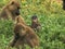 Baby olive baboon and troop at amboseli
