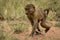 Baby olive baboon walks through long grass