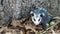 Baby opossum with pink nose standing in leaves in front of tree