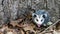 Baby opossum with pink nose standing in leaves in front of tree