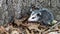 Baby opossum with pink nose standing in leaves in front of tree