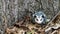 Baby opossum with pink nose standing in leaves in front of tree