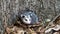 Baby opossum with pink nose standing in leaves in front of tree