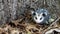 Baby opossum with pink nose standing in leaves in front of tree