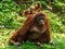 Baby Orang Utan and Mother