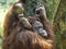 Baby Orang Utan and Mother