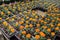 Baby orange petit marigolds