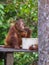 Baby orangutan breakfast on a wooden platform (Indonesia)