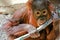Baby orangutan in captivity