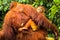 Baby orangutan clinging the back of the mother orangutan in Borneo jungle