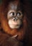 Baby orangutan close up detailed face