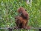 Baby orangutan crawls around his red mom (Indonesia)