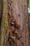 Baby orangutan hand on the huge tree covered (Bohorok, Indonesia